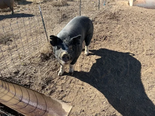 23-Butcher-Shop-Seattle-WA-Farm-Fresh-NW-Delivery