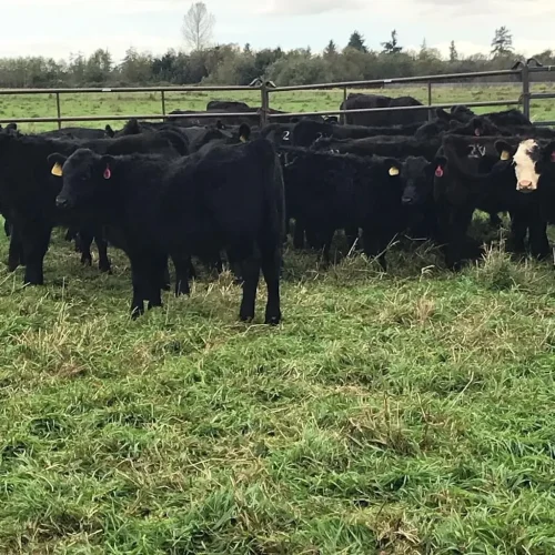 40-Butcher-Shop-Seattle-WA-Farm-Fresh-NW-Delivery