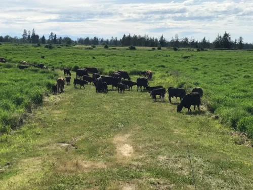 57-Butcher-Shop-Seattle-WA-Farm-Fresh-NW-Delivery