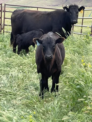 60-Butcher-Shop-Seattle-WA-Farm-Fresh-NW-Delivery