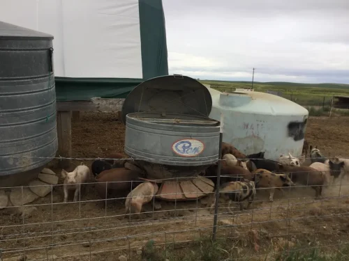 61-Butcher-Shop-Seattle-WA-Farm-Fresh-NW-Delivery