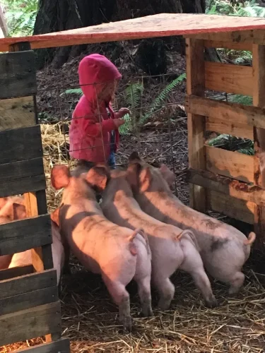 70-Butcher-Shop-Seattle-WA-Farm-Fresh-NW-Delivery