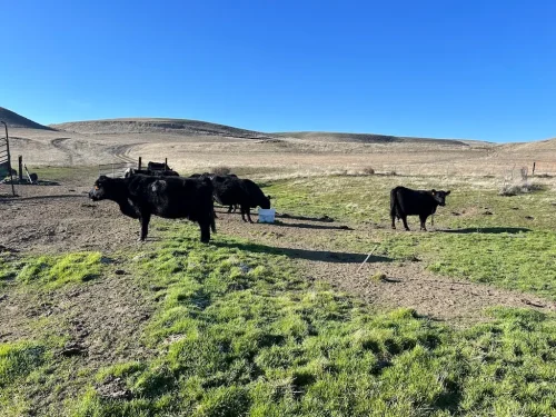 84-Butcher-Shop-Seattle-WA-Farm-Fresh-NW-Delivery